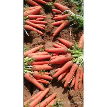 High yield 7 inches long red  f1 hybrid Vegetable carrot seeds price